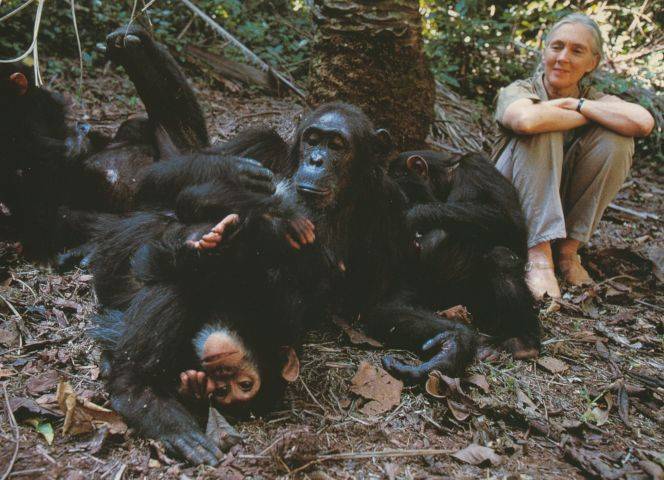 Affenforscherin Jane Goodall: Unverstellter Blick auf das Leben der Tiere.