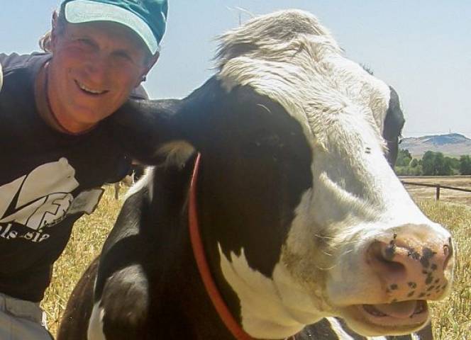 Tierforscher Marc Bekoff mit Lieblingskuh Bessie.