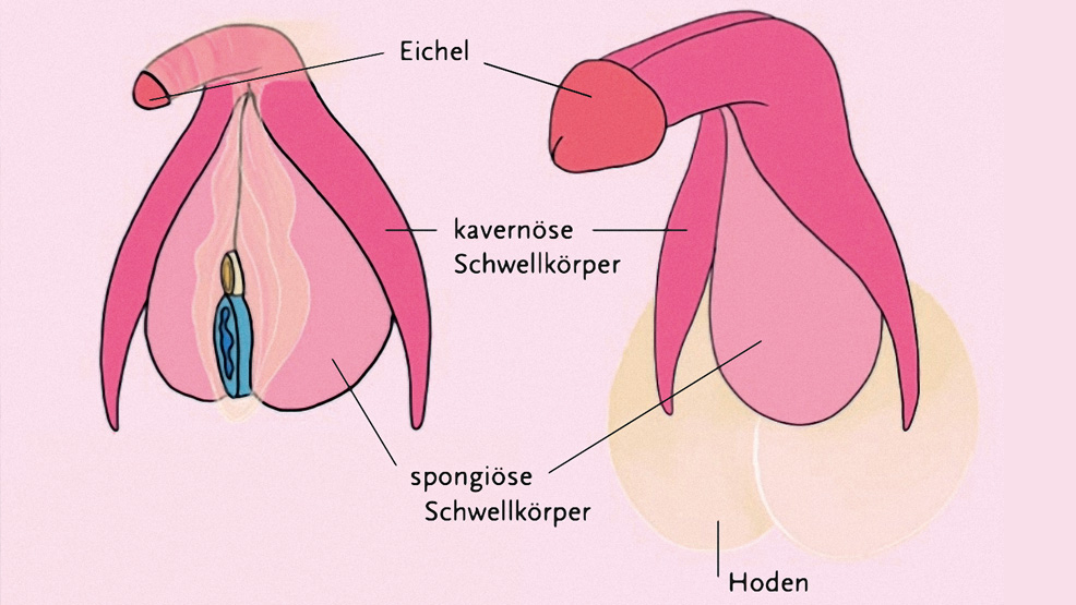 Die Klitoris besteht aus den gleichen anatomischen Arealen wie der Penis und umgekehrt.